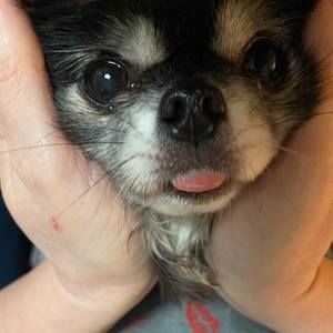 Meet your Posher, Serena